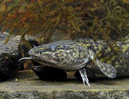 Image result for Lota lota