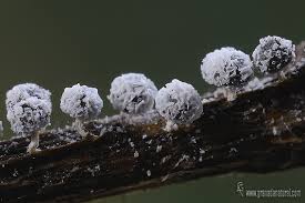 Attēlu rezultāti vaicājumam “Didymium crustaceum”