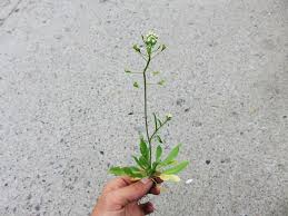 Attēlu rezultāti vaicājumam “Capsella bursa-pastoris leaf”