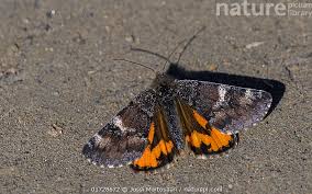 Attēlu rezultāti vaicājumam “Archiearis parthenias”