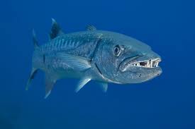 Image result for Sphyraena barracuda