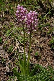 Attēlu rezultāti vaicājumam “Orchis militaris leaf”