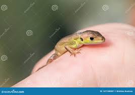 Attēlu rezultāti vaicājumam “Lacerta vivipara juvenile”