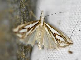 Attēlu rezultāti vaicājumam “Catoptria fulgidella”