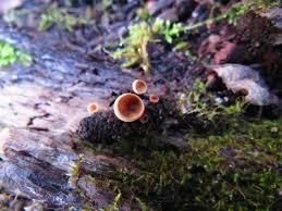 Attēlu rezultāti vaicājumam “Ciboria amentacea”