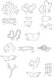 Attēlu rezultāti vaicājumam “Blepharostoma trichophyllum sporophyte”