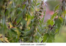 Attēlu rezultāti vaicājumam “Leonurus quinquelobatus leaf”