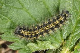 Attēlu rezultāti vaicājumam “Aglais urticae”