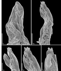 Attēlu rezultāti vaicājumam “Ommatoiulus vilnensis”