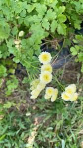 Image result for Tanacetum parthenium 'Tetraweiss'