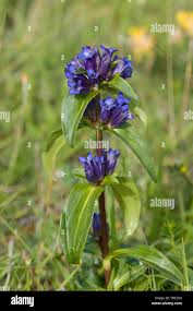 Attēlu rezultāti vaicājumam “Gentiana cruciata bud”