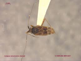 Attēlu rezultāti vaicājumam “Miridae”