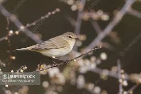 Attēlu rezultāti vaicājumam “Phylloscopus collybita adult”