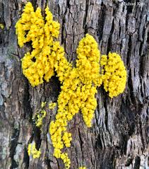 Attēlu rezultāti vaicājumam “Fuligo septica var. flava young”