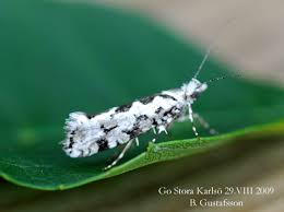 Attēlu rezultāti vaicājumam “Ypsolopha sequella”