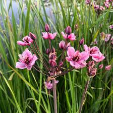 Attēlu rezultāti vaicājumam “Butomus umbellatus flower”