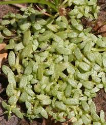 Attēlu rezultāti vaicājumam “Callitriche hermaphroditica leaf”