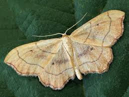 Attēlu rezultāti vaicājumam “Idaea emarginata”