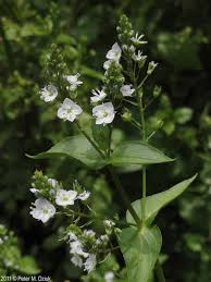 Attēlu rezultāti vaicājumam “Veronica anagallis-aquatica leaf”