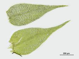 Attēlu rezultāti vaicājumam “Hygroamblystegium varium”