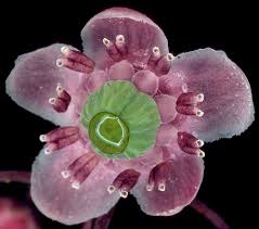 Attēlu rezultāti vaicājumam “Chimaphila umbellata flower”