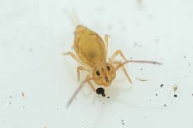 Attēlu rezultāti vaicājumam “Ptenothrix sp.”