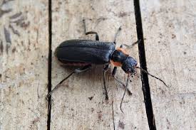 Attēlu rezultāti vaicājumam “Cantharis obscura”