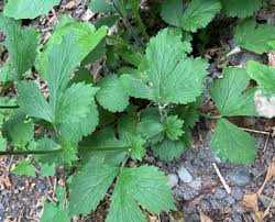 Image result for Geum urbanum