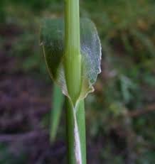 Attēlu rezultāti vaicājumam “Echinochloa crus-galli leaf”