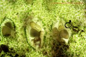 Attēlu rezultāti vaicājumam “Phaeoceros laevis subsp. carolinianus”