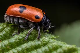 Attēlu rezultāti vaicājumam “Clytra quadripunctata”