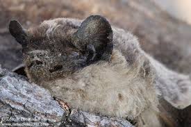 Attēlu rezultāti vaicājumam “Vespertilio murinus”