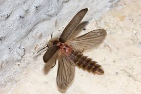 Attēlu rezultāti vaicājumam “Lampyris noctiluca”