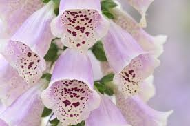 Attēlu rezultāti vaicājumam “Digitalis purpurea flower”