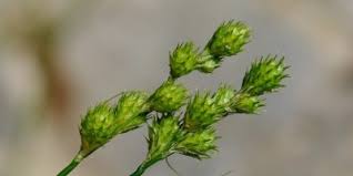 Attēlu rezultāti vaicājumam “Carex loliacea”