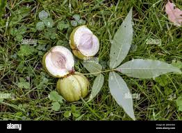 Attēlu rezultāti vaicājumam “Carya ovata fruit”