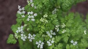 Image result for Anthriscus cerefolium