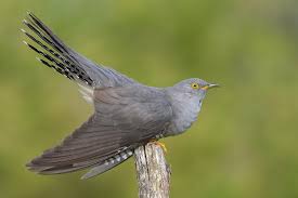 Attēlu rezultāti vaicājumam “Cuculus canorus”