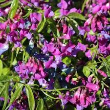Attēlu rezultāti vaicājumam “Lathyrus niger”
