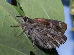 Attēlu rezultāti vaicājumam “Carcharodus floccifera”