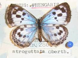 Attēlu rezultāti vaicājumam “Phengaris arion upperside”