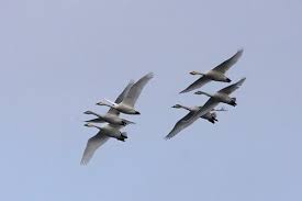 Attēlu rezultāti vaicājumam “Cygnus columbianus adult”