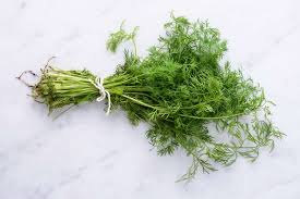 Image result for Dill