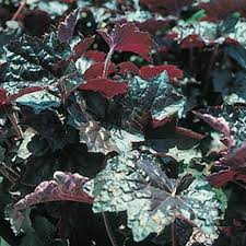 Image result for Heuchera `Palace Purple`