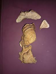 Attēlu rezultāti vaicājumam “Stereum fasciatum”