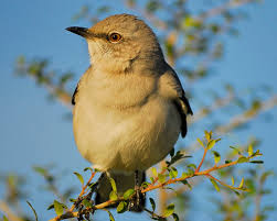 Image result for Mimus polyglottos