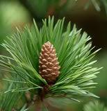 Attēlu rezultāti vaicājumam “Pinus pumila”