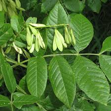 Attēlu rezultāti vaicājumam “Fraxinus”