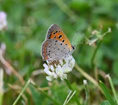 Attēlu rezultāti vaicājumam “Lycaena phlaeas”