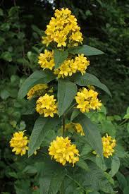 Attēlu rezultāti vaicājumam “Lysimachia vulgaris”